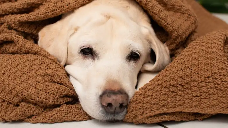 14 Dog Breeds With The Highest Likelihood Of Having Anxiety Issues