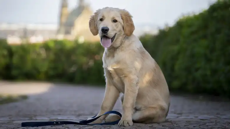 Puppy Sleeps Sitting Up Her First Night After Rescue For A Heartbreaking Reason
