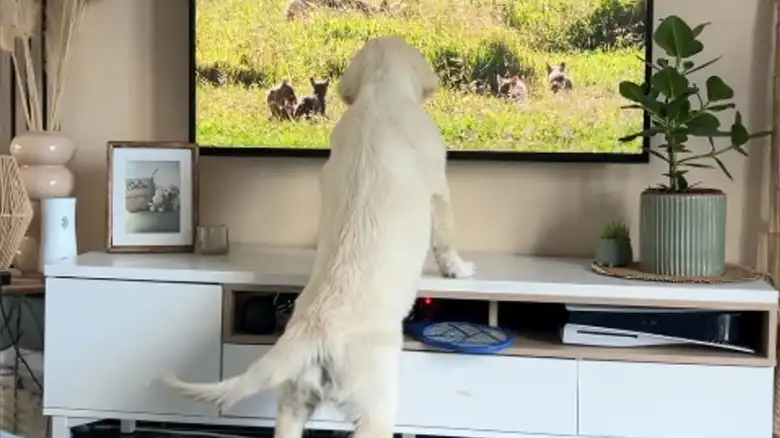 Golden Retriever Practically Tries To Jump Into The TV When Animals Are On The Screen