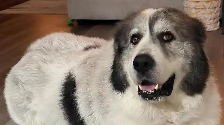 Great Pyrenees Walks To CVS Every Day And Puts A Smile On Everyone's Faces
