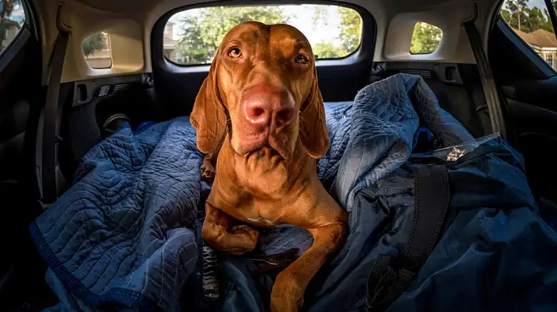 How To Deal With A Dog's Motion Sickness During Long Drives
