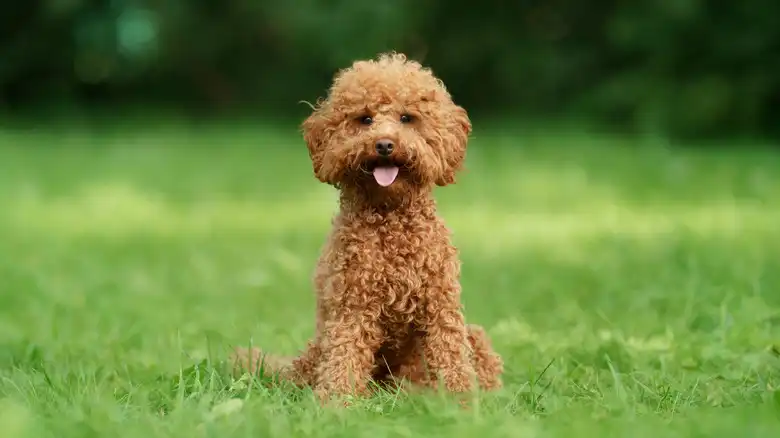 16 Adorable Poodle Mixes We Can't Get Enough Of