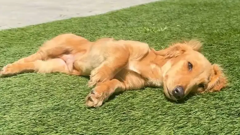 Man Leaves To Go On Bike Ride, But His Sneaky Mini Dachshund Has Other Plans