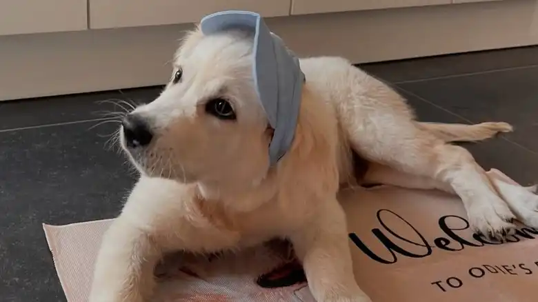 Puppy Patiently Waiting To Show Off New Toy To Neighbors Is Giving Us The Feels