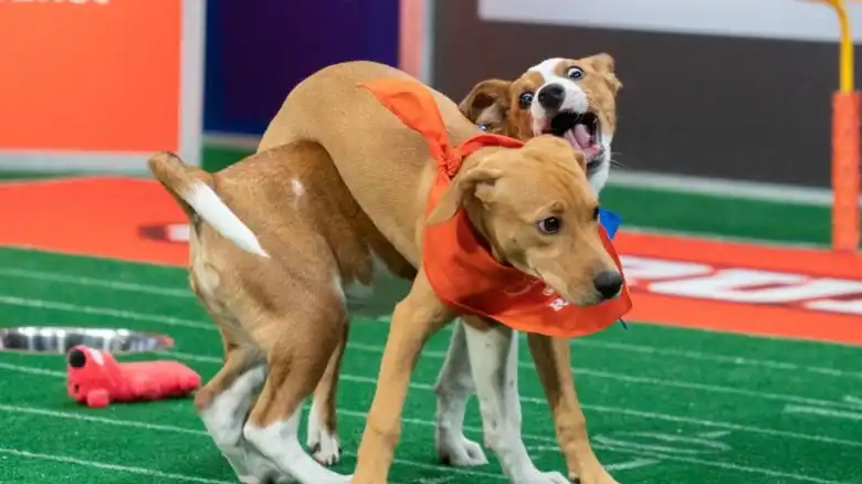 The Startling Amount Of Dog Waste That Has To Be Cleaned Up At Every Puppy Bowl