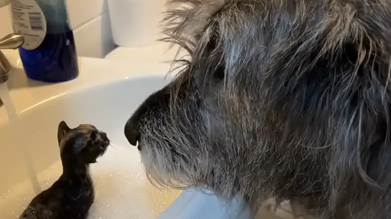 Rescue Dog Now Gives Emotional Support To Tiny Foster Animals And It's So Pure