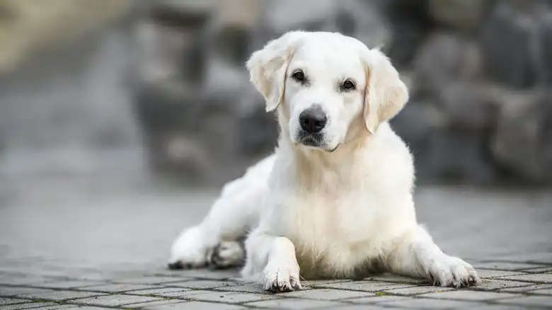 Golden Retriever Has An Adorably Confused Reaction To Discovering Ring Camera