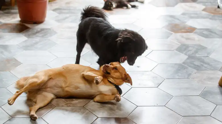 How To Safely Break Up A Dog Fight In Your Home Or Yard