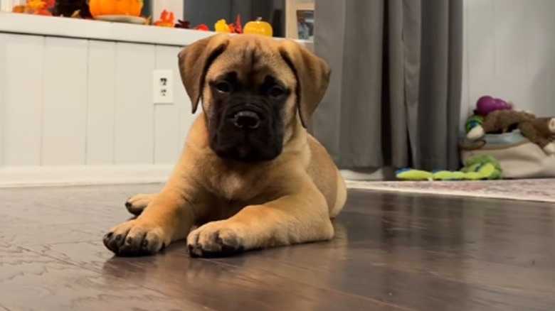 Bullmastiff Puppy Who Rings A Bell When He Wants To Go Potty Is One Smart Cookie