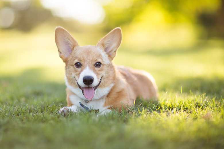 How To Get Corgis To Stop Barking