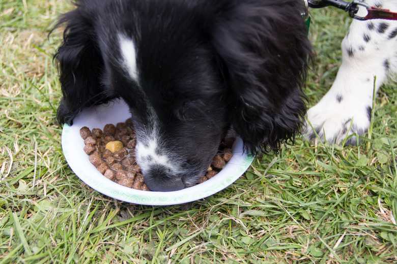 How To Feed A Small Dog With No Teeth