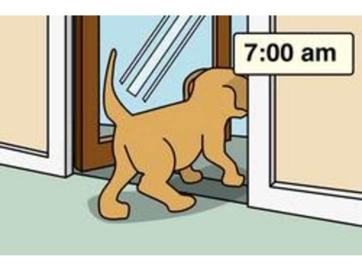 How To Housebreak A Dog In 7 Days