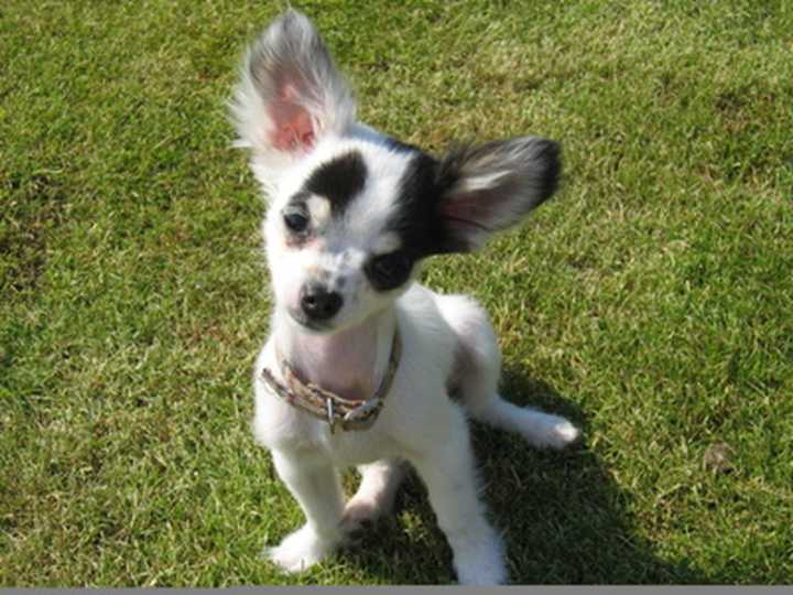 How To Train A Chihuahua Terrier