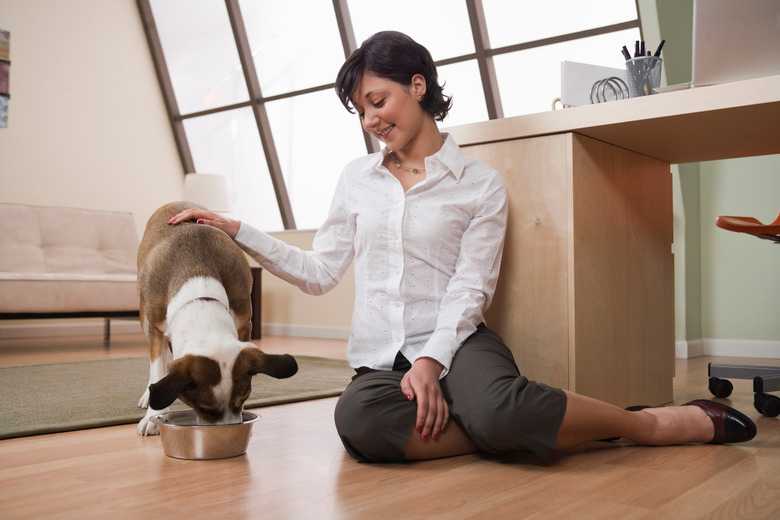 Diet For Dogs With Anal Gland Problems