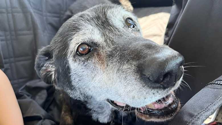 Abandoned Senior Dog's Complete Turnaround After Finding New Family Is Tear-Jerking