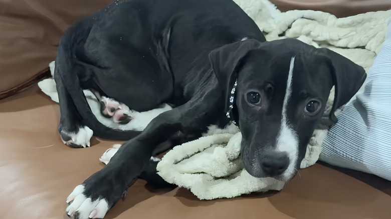 Vet Reveals The Truth About Foster Puppy & Everyone Learns What He Really Is