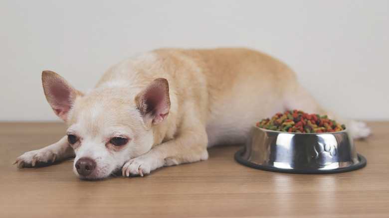 The Worst Dog Food Recall Ever Recorded In US History