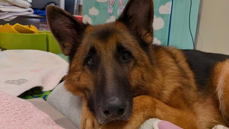 Senior German Shepherd With The Biggest Heart Loves Being Grandma's Little Helper