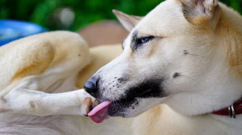 Why Dogs Lick Their Paws: What It Means And When To Worry