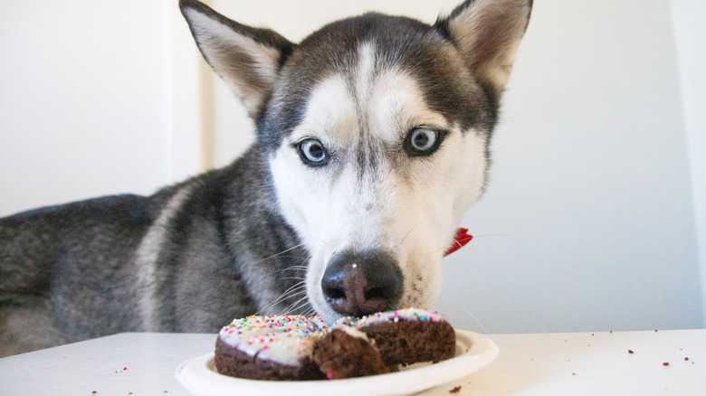 Symptoms Of Chocolate Toxicity In Dogs You Shouldn't Ignore