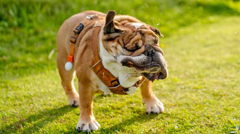 Why Does My Dog Keep Shaking Its Head? Common Causes & How To Help