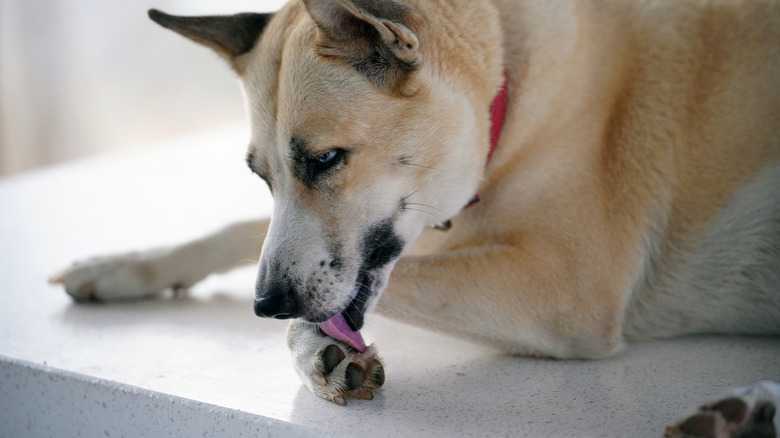 What Does It Mean When Dogs' Feet Smell Like Corn Chips? Here's When To Worry