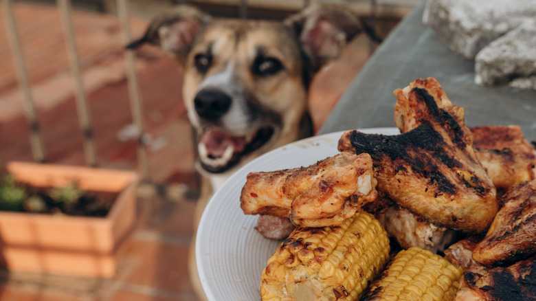 The One Thing You Should Never Do If Your Dog Eats A Chicken Bone