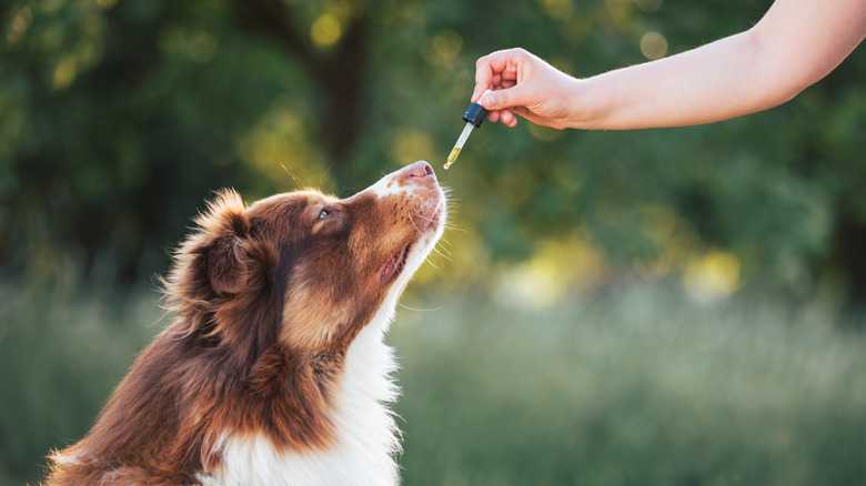 Sneaky Ways To Give Dogs Liquid Medicine